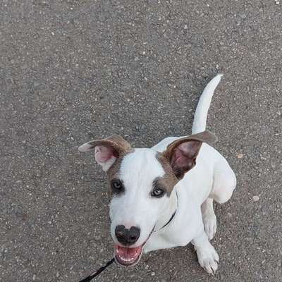 Hundetreffen-Spieltreffen