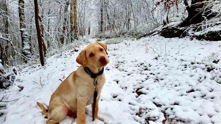 Welpen Bilder !-Beitrag-Bild