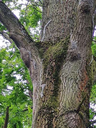 Giftköder-Eichenprozessionsspinner Hermsdorfer St-Bild