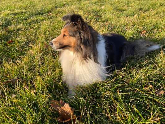 Reinrassige Hunde?-Beitrag-Bild