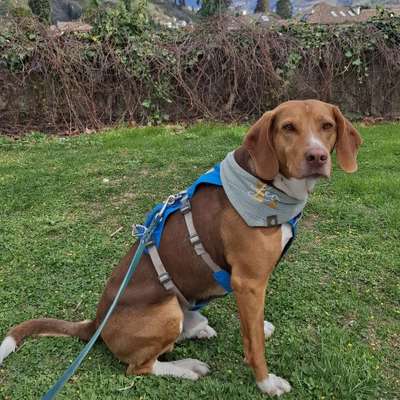 Medizinische Dienstleistungen-Mobile Tierheilpraktikerin-Bild