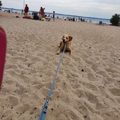 Hundetreffen-Spazieren gehen-Profilbild