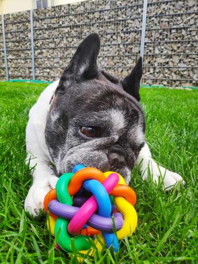 Die Dogorama Kalender Challenge 4/4-Beitrag-Bild