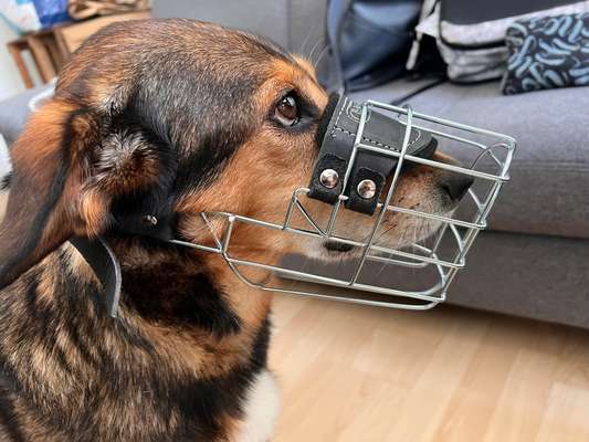 Wie sitzt mein Maulkorb / Maulkorb-Beratung-Beitrag-Bild