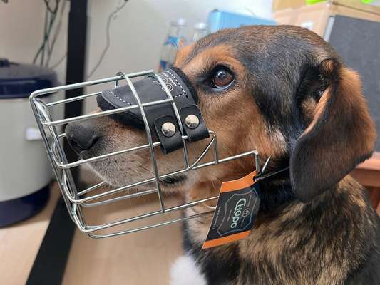 Wie sitzt mein Maulkorb / Maulkorb-Beratung-Beitrag-Bild