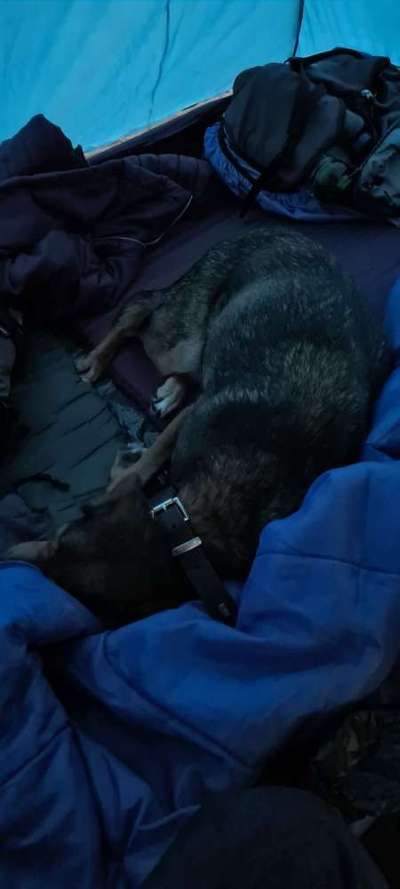 Wandern/Trekking mit Hund-Beitrag-Bild