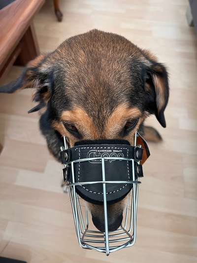 Wie sitzt mein Maulkorb / Maulkorb-Beratung-Beitrag-Bild