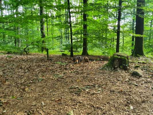 Wandern/Trekking mit Hund-Beitrag-Bild
