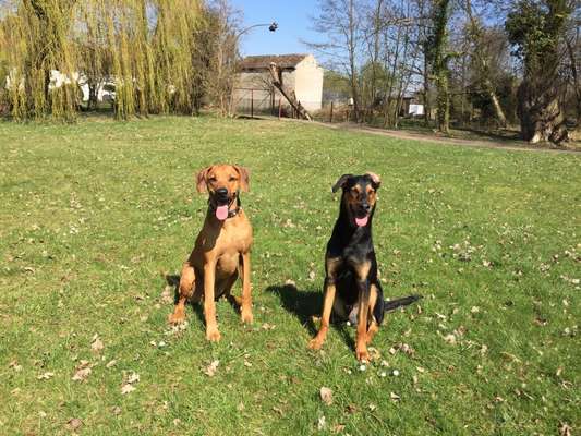 Bester Freund, Hundekumpel - zeigt her!-Beitrag-Bild