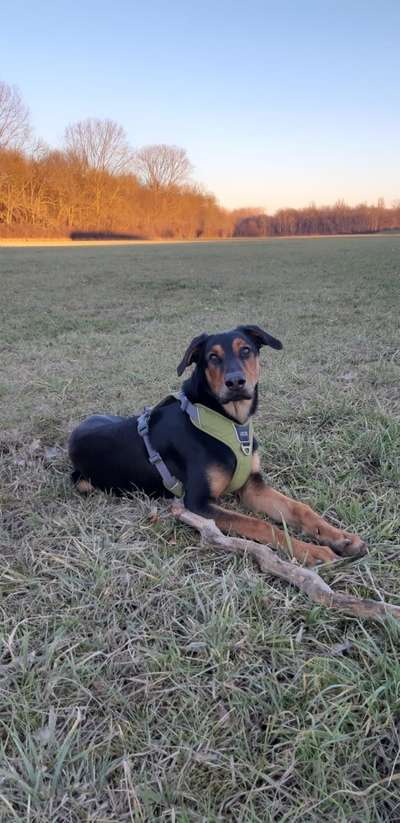 Hund aus dem Spanischen Tierschutz-Beitrag-Bild