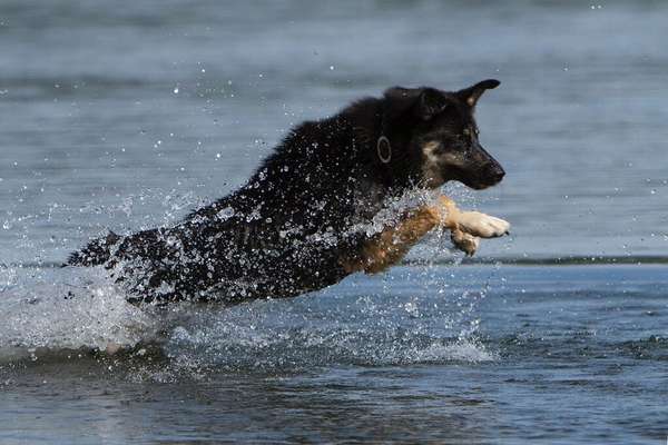 Dogorama-Monats-Challenge-Mai "Wasser"-Beitrag-Bild