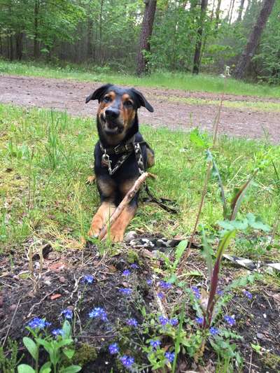 Die Dogorama Monats Challenge "Es grünt und blüht"-Beitrag-Bild