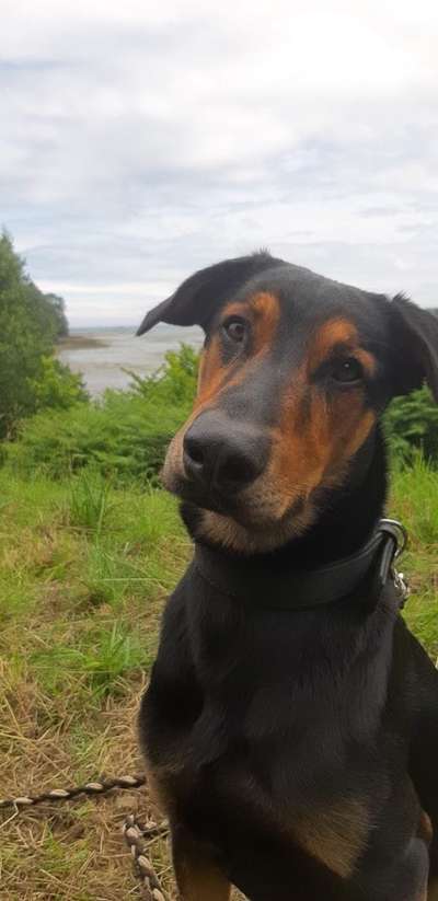 Lieblingsbild von euren Hunden?-Beitrag-Bild