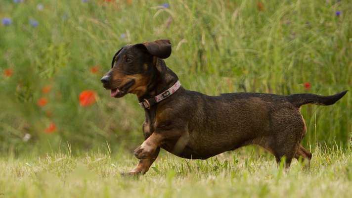 Lieblingsbild von euren Hunden?-Beitrag-Bild