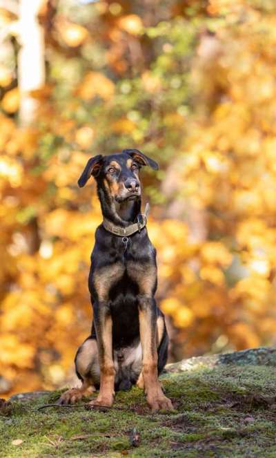 Dogorama Photo Challenge - Märchenwald-Beitrag-Bild