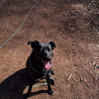 Hundetreffen-Suchen Gassipartner-Bild