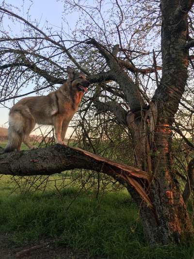 Schäferhund-Beitrag-Bild