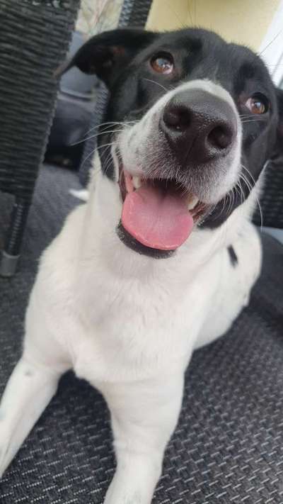 Fotochallenge Nr. 59 - Mein Hund zeigt die Zunge-Beitrag-Bild