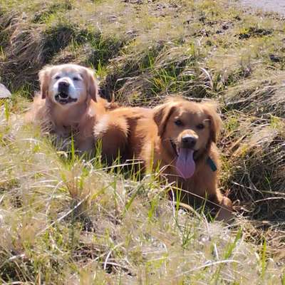 Hundetreffen-Spaziergänge mit Dummytraining-Bild