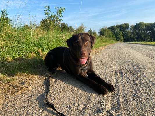 Labradorfans-Beitrag-Bild