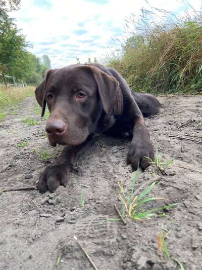 Labradorfans-Beitrag-Bild