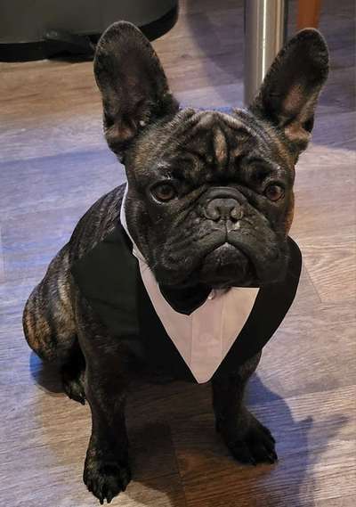 Dogorama Photo Challenge - Festliches Accessoires-Beitrag-Bild