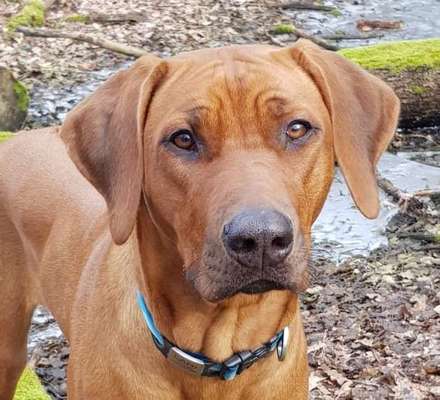 Rhodesian Ridgeback-Beitrag-Bild