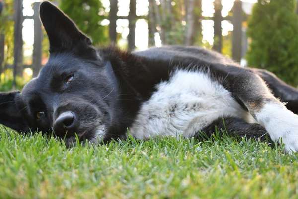 Die Dogorama Monats Challenge "Es grünt und blüht"-Beitrag-Bild