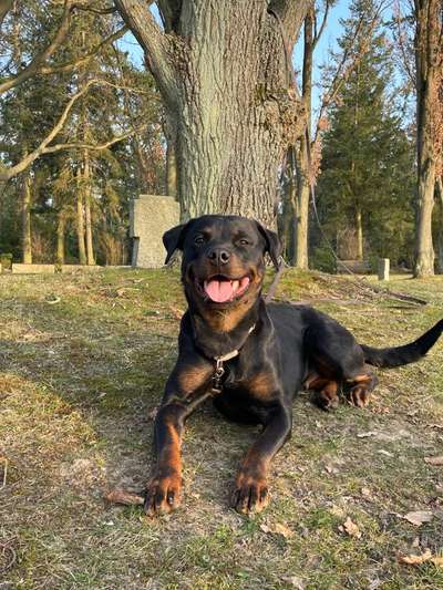 Rottweiler-Beitrag-Bild