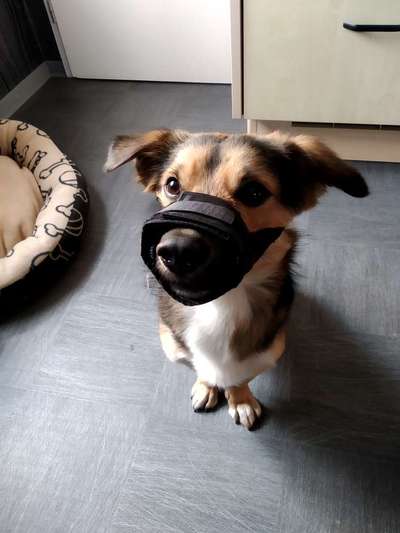 Giftköder Schutznetz-Beitrag-Bild