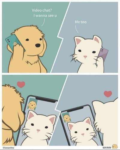 Hunde Memes-Beitrag-Bild