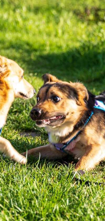 Hunde Memes-Beitrag-Bild