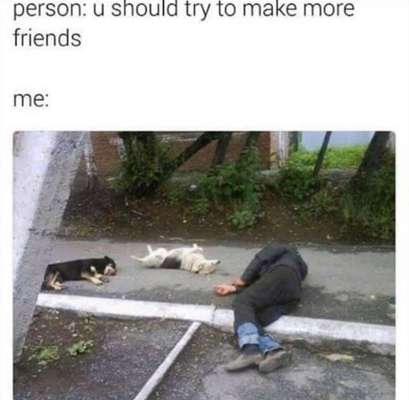 Hunde Memes-Beitrag-Bild