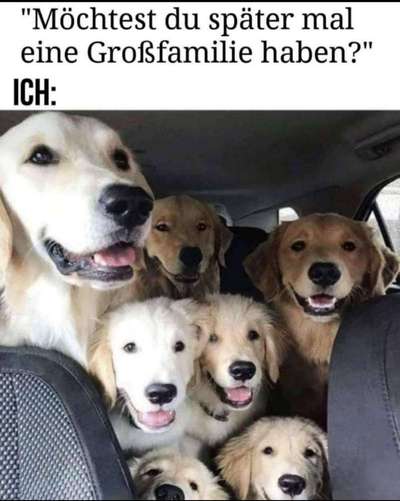 Hunde Memes-Beitrag-Bild