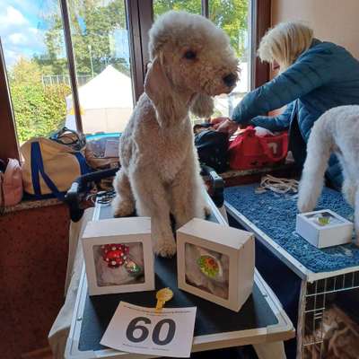 Die 21. Rostocker Rassehunde-Ausstellung: Eine Veranstaltung mit Vorbehalten?-Beitrag-Bild