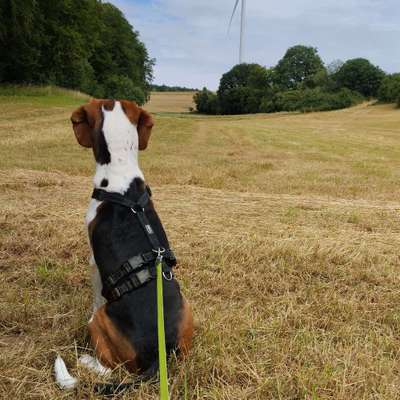 Hundetreffen-Im Wald spazieren gehen,oder im Feld die Hunde toben lassen-Bild