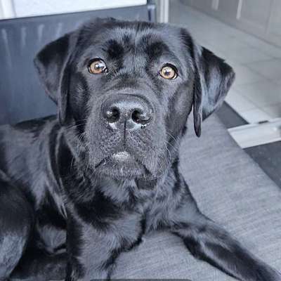 Hundetreffen-Luna sucht Spielkameraden :)-Bild
