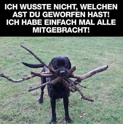 Hunde Memes-Beitrag-Bild