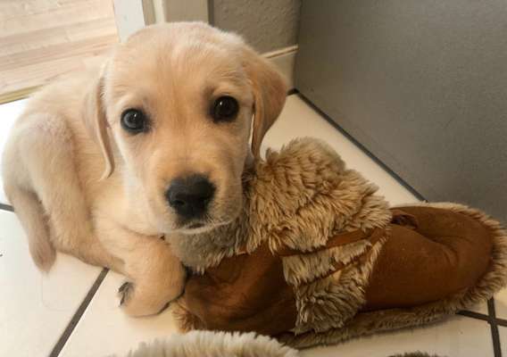 Welpenfotos-Beitrag-Bild