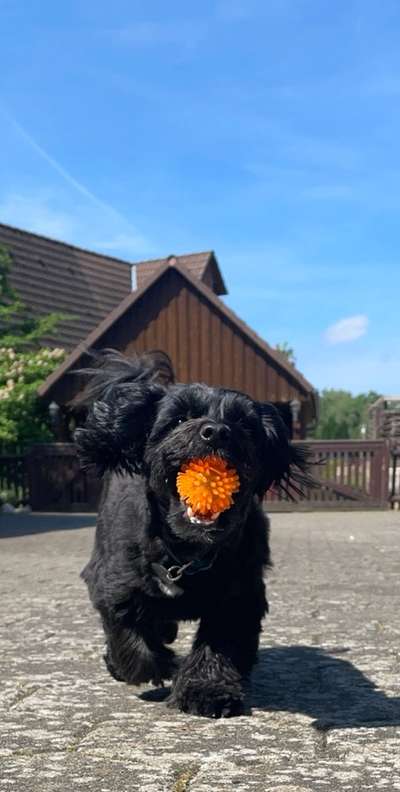 Hunde in Action-Beitrag-Bild