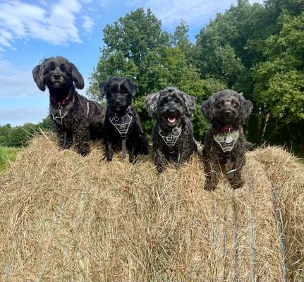 Die Dogorama Wochen Challenge "Friends will be Friends"-Beitrag-Bild