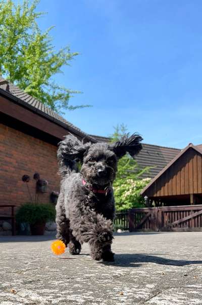 Hunde in Action-Beitrag-Bild