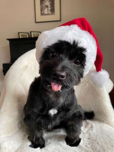 Fotochallenge Nr. 59 - Mein Hund zeigt die Zunge-Beitrag-Bild