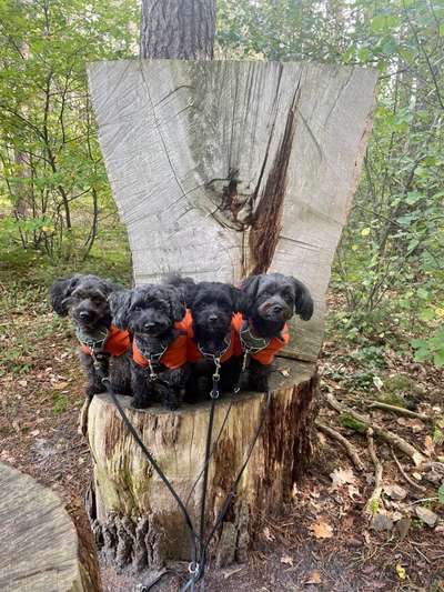 Die Dogorama Kalender Challenge Titelbild-Beitrag-Bild