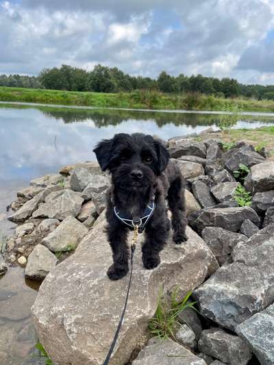 Seltene Rassen!-Beitrag-Bild