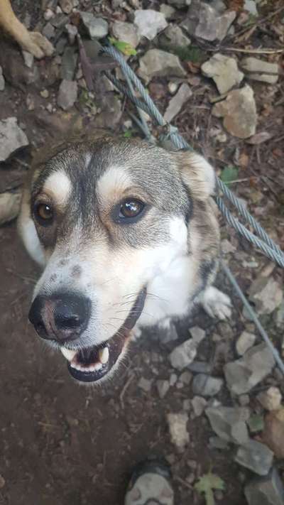 Die Dogorama Wochen Challenge-Beitrag-Bild