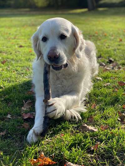 Golden Retriever-Beitrag-Bild