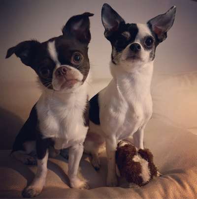 Wo sind die Chihuahua Besitzer ?-Beitrag-Bild