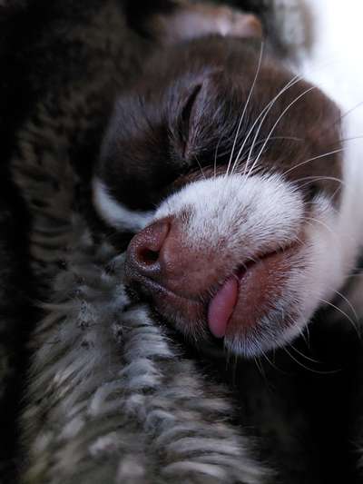 Tongue Out Tuesday-Beitrag-Bild