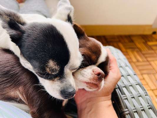 Wo sind die Chihuahua Besitzer ?-Beitrag-Bild